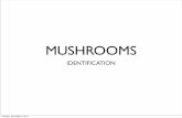 MUSHROOMS - Webs