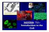NOTES: 7.1 : 7.1 -- Introduction to the Cell