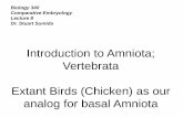 Introduction to Amniota; Vertebrata Extant Birds (Chicken ...