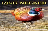 Ring-necked Pheasants