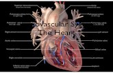Cardiovascular System: The Heart - Penguin Prof
