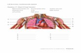 Lab Exercises: Cardiovascular System Question # 1: Heart ...