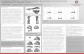 Forelimb Anatomy of the Microsyopidae (Mammalia ...
