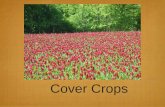 Cover Crops - SARE