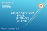 CIRCULATORY SYSTEM 6 LAB. (4TH GRADE ) 2018-2019