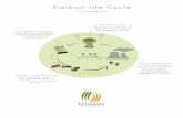 Carbon Life Cycle - Terravesta