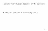 Cellular reproduction depends on the cell cycle “All cells ...