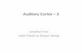 Auditory Cortex –3