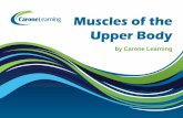 Muscles of the Upper Body