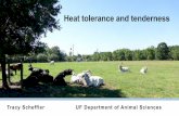 Heat tolerance and tenderness - UF/IFAS