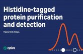 Histidine-tagged protein purification and detection