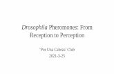 Drosophila Pheromones: From Reception to Perception
