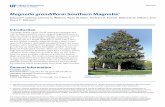 Magnolia grandiflora: Southern Magnolia - Edis