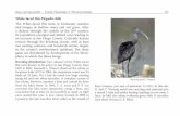 Ibises and Spoonbills â€” Family Plataleidae or Threskiornithidae 145