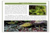 Plant of the week - Mosses