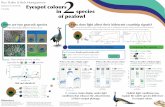 Roz Dakin & Bob Montgomerie Eyespot colours 2 in species of peafowl