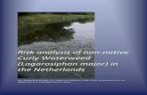 Risk analysis of non-native Curly Waterweed (Lagarosiphon major