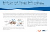 Isolation of Tumor Infiltrating Lymphocytes (TIL) Using TTDR