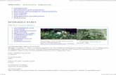 Species: Lonicera japonica