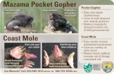 Mazama Pocket Gopher - South Sound Prairies