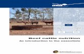 Beef cattle nutrition