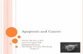 Apoptosis and Cancer - Main Page Experimental Oncology Graduate