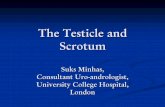 The Testicle and Scrotum