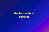 Nucleic acids -1 Purines