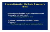 Protein Detection Methods & Western Blots