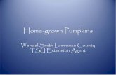 Home-grown Pumpkins - Vegetable Production
