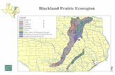 Blackland Prairie Ecoregion - Texas Parks & Wildlife Department