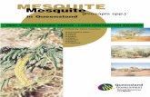 Mesquite in Queensland - Department of Agriculture, Fisheries and