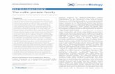 PROTEIN FAMILY REVIEW The cullin protein family