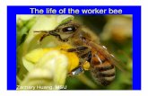The life of the worker bee