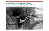 U.S. Fish & Wildlife Service Recovery Plan for the Ivory-billed