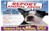 Why You Should Report Animal Abuse