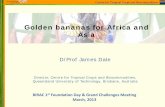 Golden bananas for Africa and Asia