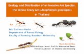 Ecology and Distribution of an Invasive Ant Species, the Yellow