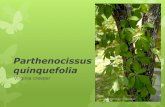 Parthenocissus quinquefolia - Mrs. Yust-Averett's Classroom