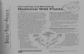Harvesting and Marketing Medicinal Wild Plants
