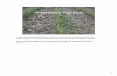 08 Introduction to Crop Injury -