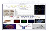 DEPARTMENT OF CELL BIOLOGY 2011-2012 - Albert Einstein College