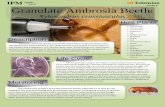 IPM QuickFacts Series: Granulate Ambrosia Beetle - UT Extension