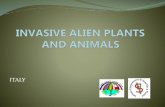 INVASIVE ALIEN PLANTS AND ANIMALS