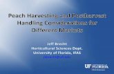 Peach Harvesting and Postharvest Handling Considerations ...