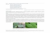 4.3.2 Liriomyza sativae (2003)