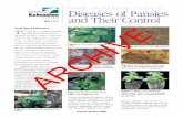 ALABAMA A&M AND AUBURN UNIVERSITIES Diseases of Pansies ...