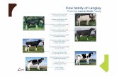 Cow family of Langley - shop-assets.crv4all.com