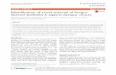 Identification of novel antiviral of fungus-derived ...