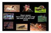 Module 2; Insect senses; How to hear with your legs and ...